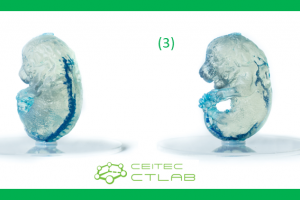 3D tisk myších embryí