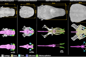 Nová publikace: „Život v temnotě: Zkoumání adaptace Proteus anguinus ve 3 rozměrech pomocí rentgenu“