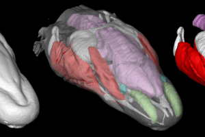 Our scientist has created 3D models of a rare cave salamander