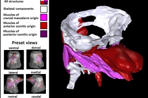 Scientists from Institute Pasteur and CEITEC BUT revealed morphogenetic signatures defining mammalian neck muscles