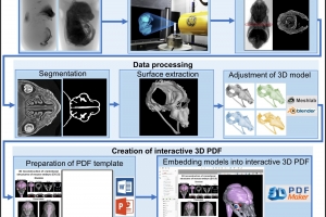 3D PDF as a tool for interactive and intuitive imaging