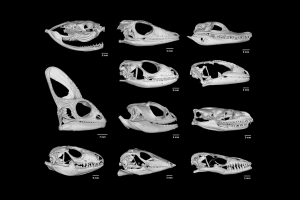 3D models of reptile scull