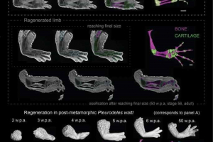 New paper about salamander limb regeneration